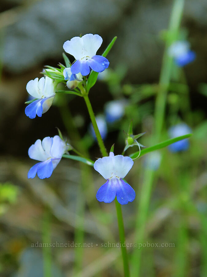 large-flowered blue-eyed-mary (Collinsia grandiflora) [Upper McCord Creek Falls Trail, John B. Yeon State Park, Multnomah County, Oregon]