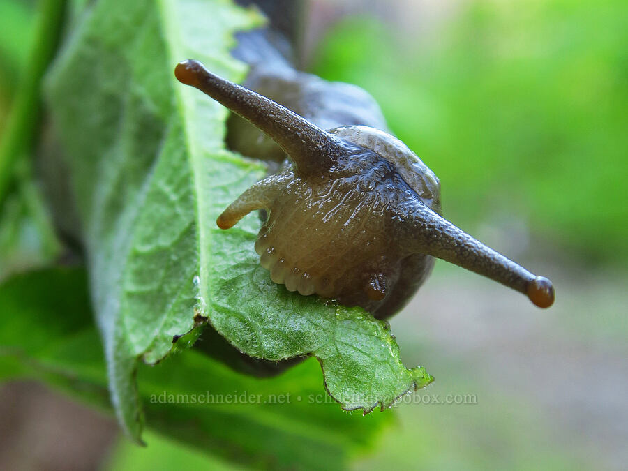 banana slug (Ariolimax columbianus) [Upper McCord Creek Falls Trail, John B. Yeon State Park, Multnomah County, Oregon]