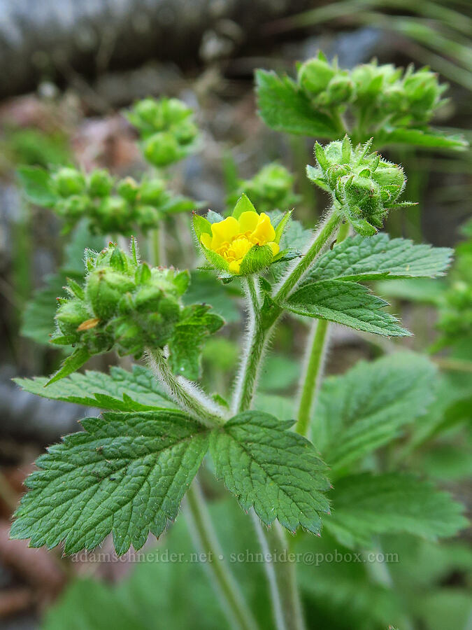 sticky cinquefoil (Drymocallis glandulosa (Potentilla glandulosa)) [Upper McCord Creek Falls Trail, John B. Yeon State Park, Multnomah County, Oregon]