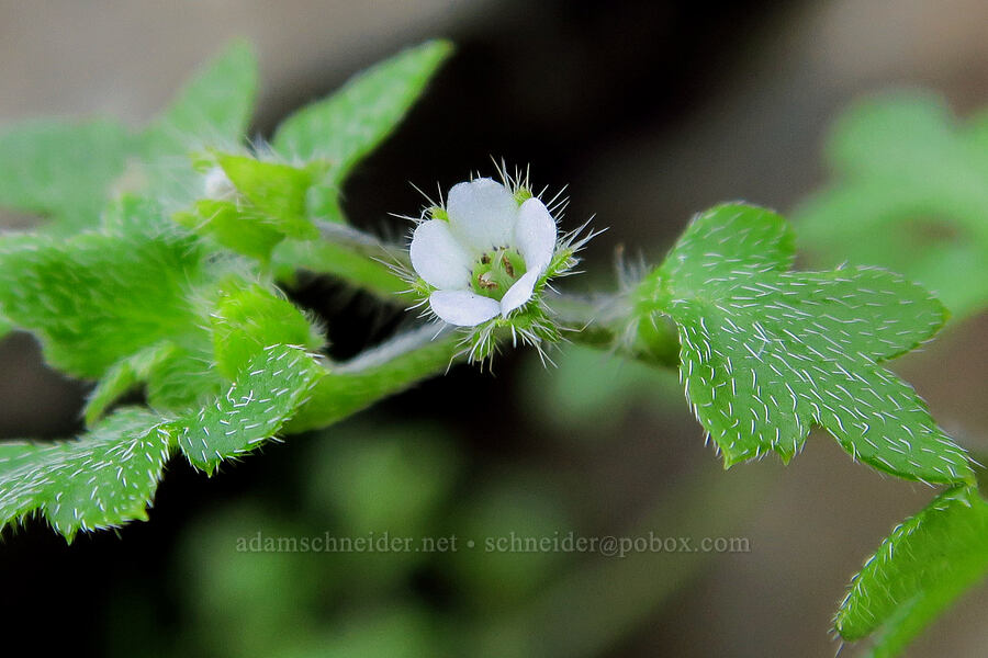 small-flowered nemophila (Nemophila parviflora) [Upper McCord Creek Falls Trail, John B. Yeon State Park, Multnomah County, Oregon]