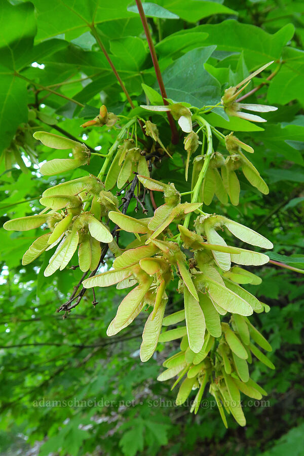 big-leaf maple seeds (Acer macrophyllum) [Upper McCord Creek Falls Trail, John B. Yeon State Park, Multnomah County, Oregon]