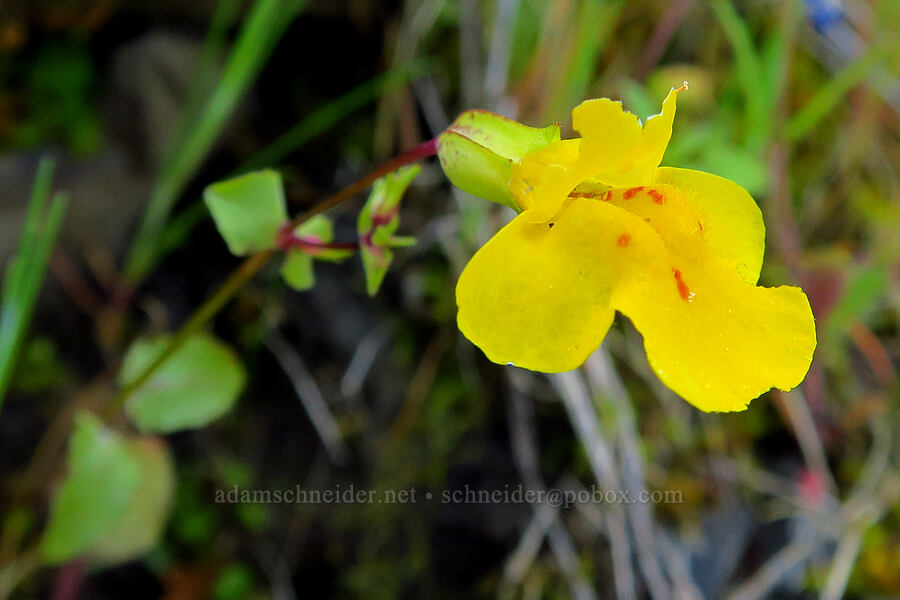 little-leaf monkeyflower (Erythranthe microphylla (Mimulus microphyllus)) [Upper McCord Creek Falls Trail, John B. Yeon State Park, Multnomah County, Oregon]