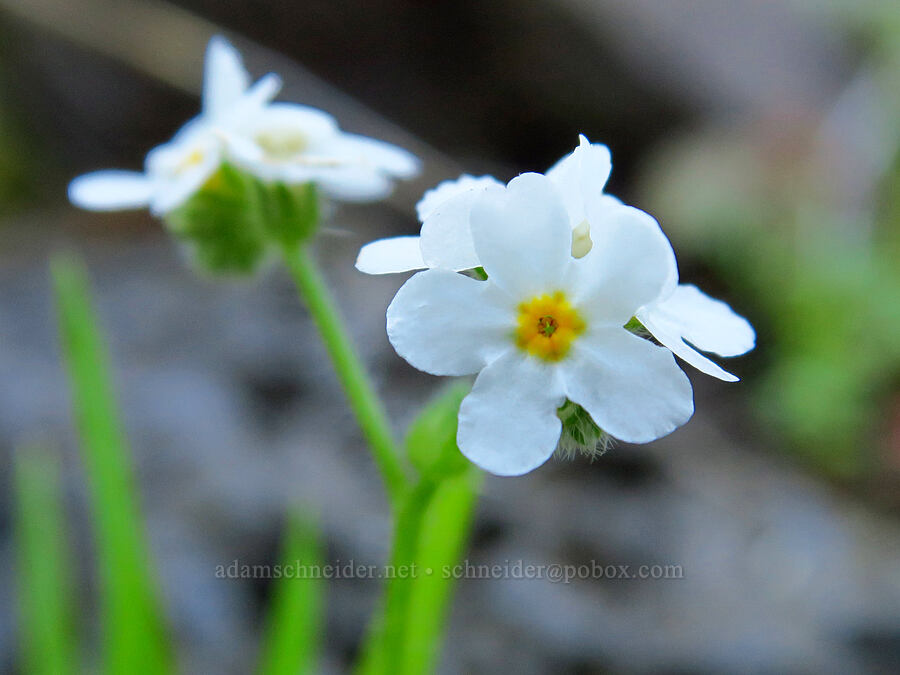 common cryptantha (Cryptantha intermedia) [Upper McCord Creek Falls Trail, John B. Yeon State Park, Multnomah County, Oregon]