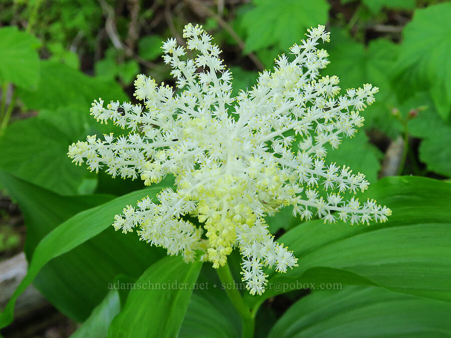 feathery false Solomon's-seal (Maianthemum racemosum ssp. amplexicaule (Smilacina racemosa)) [Upper McCord Creek Falls Trail, John B. Yeon State Park, Multnomah County, Oregon]