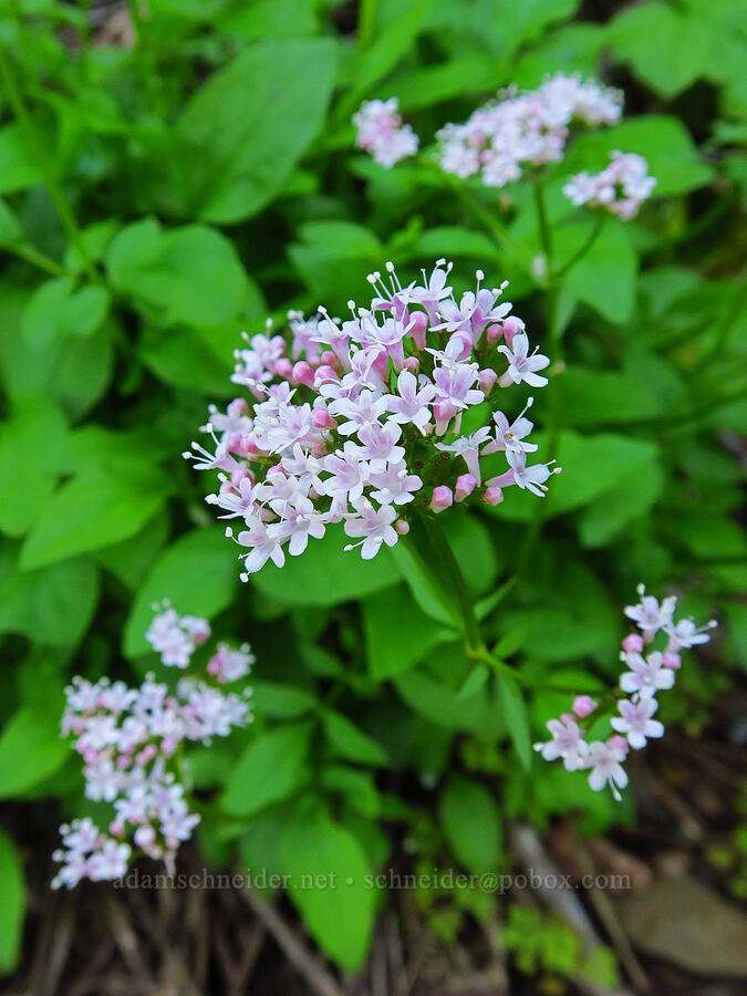 Scouler's valerian (Valeriana scouleri (Valeriana sitchensis ssp. scouleri)) [Upper McCord Creek Falls Trail, John B. Yeon State Park, Multnomah County, Oregon]