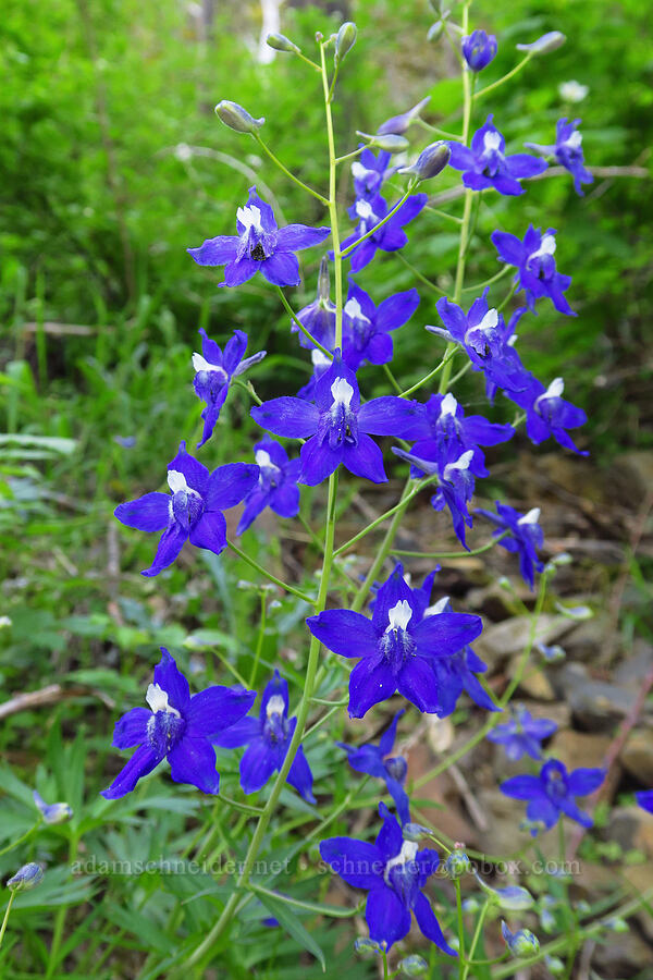 Columbian larkspur (Delphinium trolliifolium) [Upper McCord Creek Falls Trail, John B. Yeon State Park, Multnomah County, Oregon]