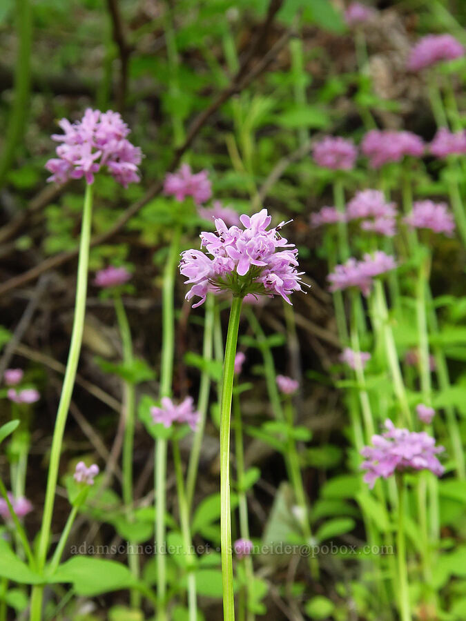 rosy plectritis (Plectritis congesta) [Upper McCord Creek Falls Trail, John B. Yeon State Park, Multnomah County, Oregon]