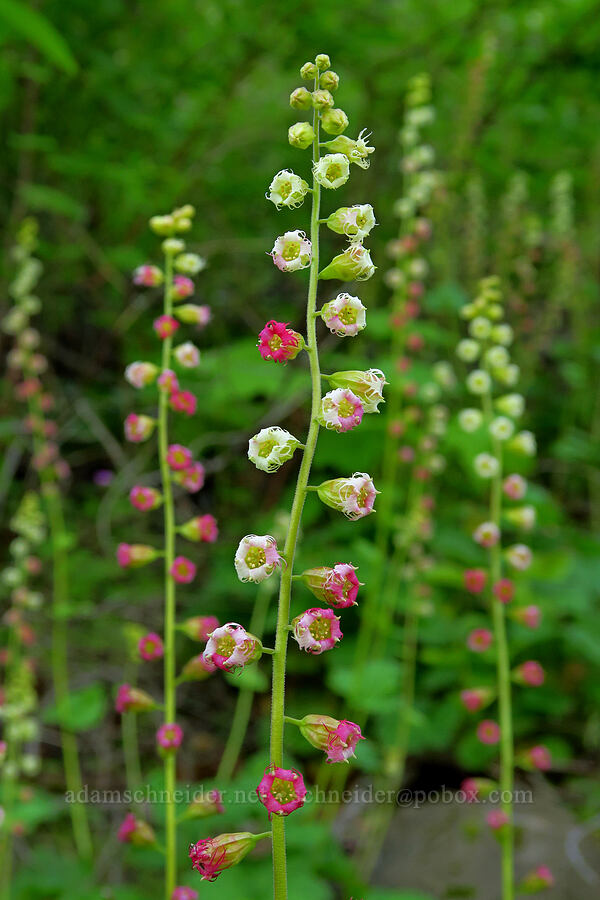 fringe-cups (Tellima grandiflora) [Upper McCord Creek Falls Trail, John B. Yeon State Park, Multnomah County, Oregon]