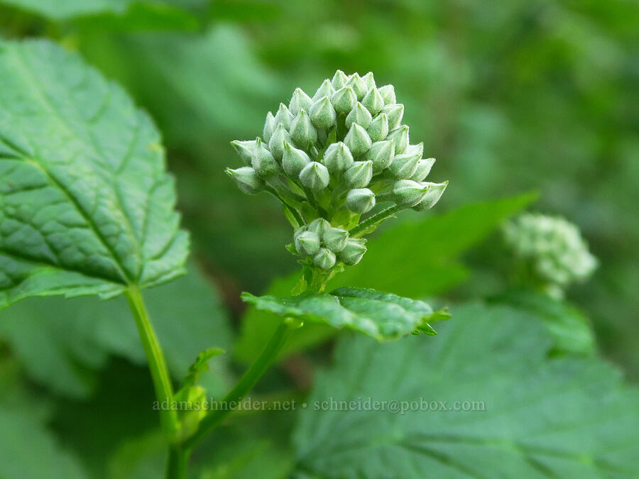 Pacific nine-bark, budding (Physocarpus capitatus) [Upper McCord Creek Falls Trail, John B. Yeon State Park, Multnomah County, Oregon]