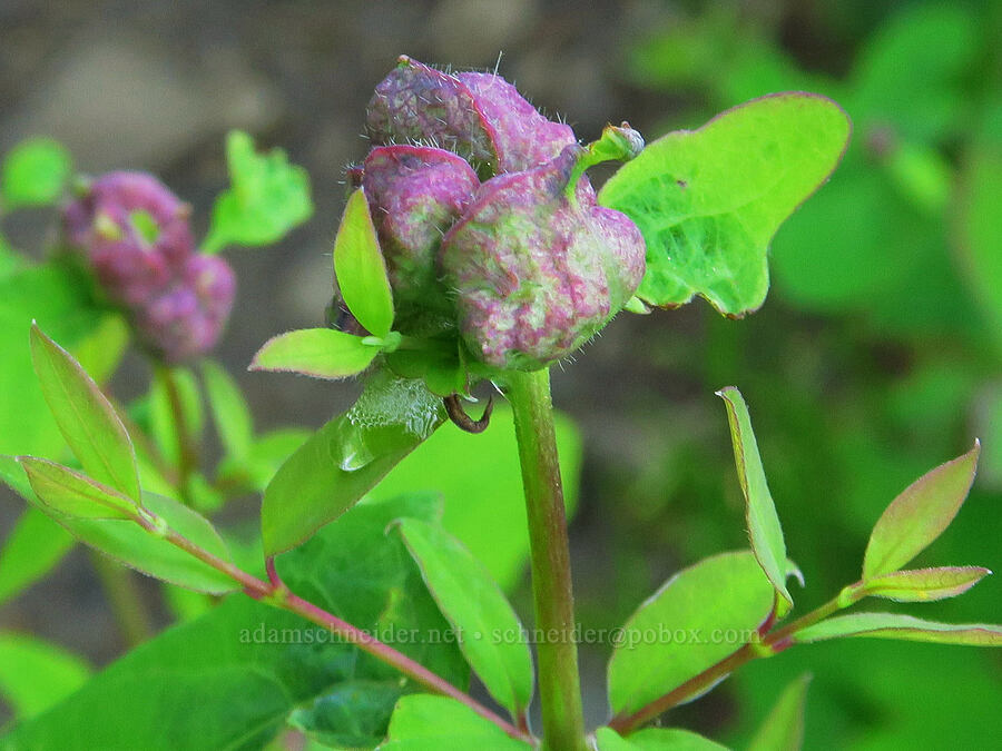 sawfly galls on snowberry (Blennogeneris spissipes, Symphoricarpos albus) [Upper McCord Creek Falls Trail, John B. Yeon State Park, Multnomah County, Oregon]