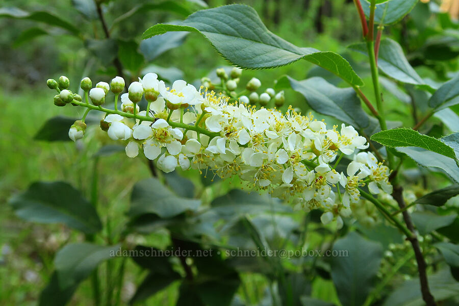 chokecherry flowers (Prunus virginiana) [Upper McCord Creek Falls Trail, John B. Yeon State Park, Multnomah County, Oregon]