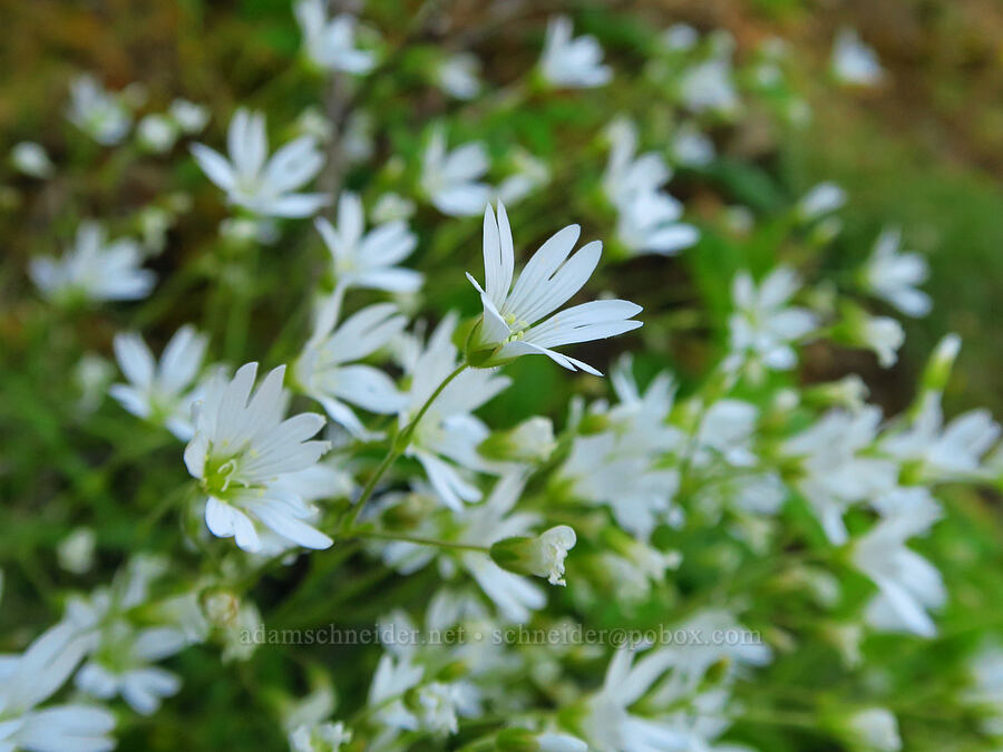 field chickweed (Cerastium arvense) [Upper McCord Creek Falls Trail, John B. Yeon State Park, Multnomah County, Oregon]