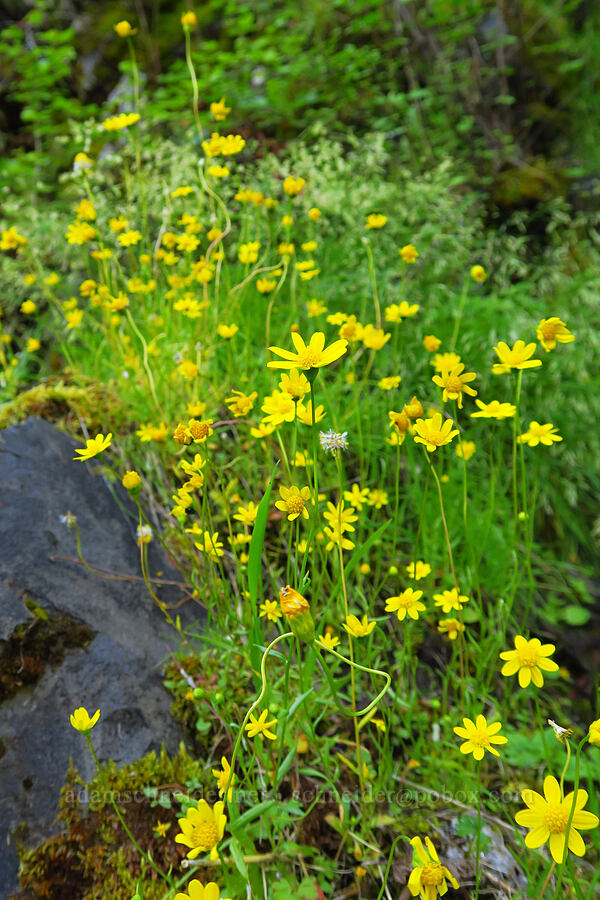 gold stars (Crocidium multicaule) [Upper McCord Creek Falls Trail, John B. Yeon State Park, Multnomah County, Oregon]