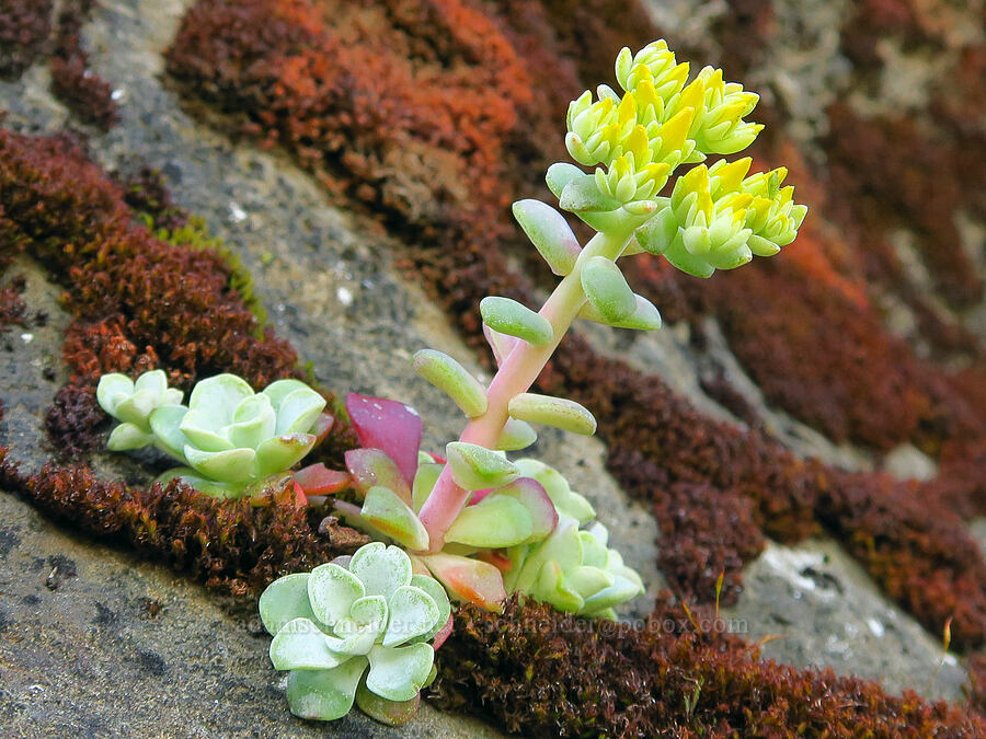 broad-leaf stonecrop, budding (Sedum spathulifolium) [Upper McCord Creek Falls Trail, John B. Yeon State Park, Multnomah County, Oregon]