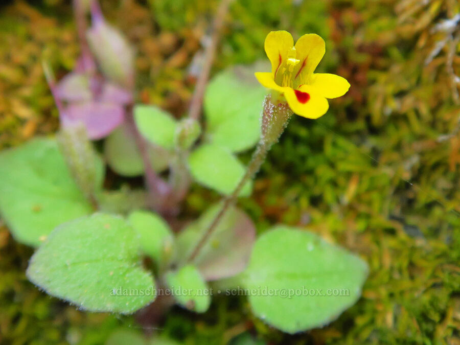 chickweed monkeyflower (Erythranthe alsinoides (Mimulus alsinoides)) [Upper McCord Creek Falls Trail, John B. Yeon State Park, Multnomah County, Oregon]