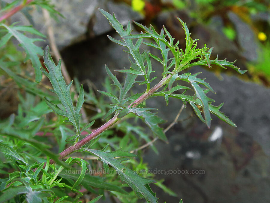 cut-leaf penstemon leaves (Penstemon richardsonii) [Upper McCord Creek Falls Trail, John B. Yeon State Park, Multnomah County, Oregon]