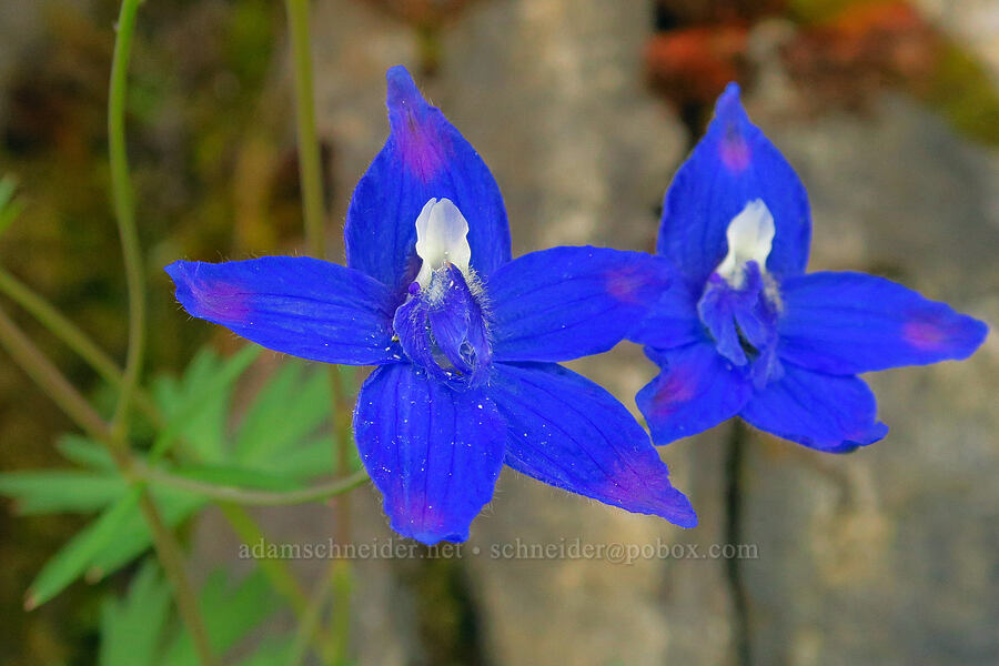 Columbia Gorge larkspur (Delphinium basalticum (Delphinium glareosum)) [Upper McCord Creek Falls Trail, John B. Yeon State Park, Multnomah County, Oregon]