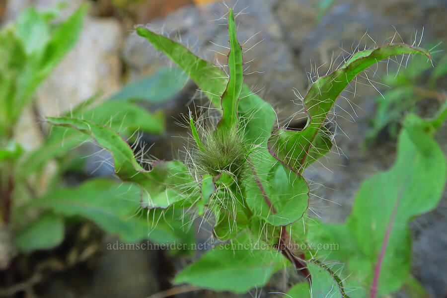 long-bearded hawkweed, budding (Hieracium longiberbe) [Upper McCord Creek Falls Trail, John B. Yeon State Park, Multnomah County, Oregon]