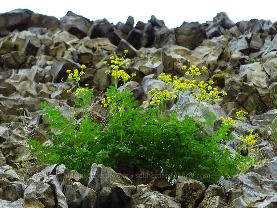 desert parsley (Lomatium sp.) [Upper McCord Creek Falls Trail, John B. Yeon State Park, Multnomah County, Oregon]