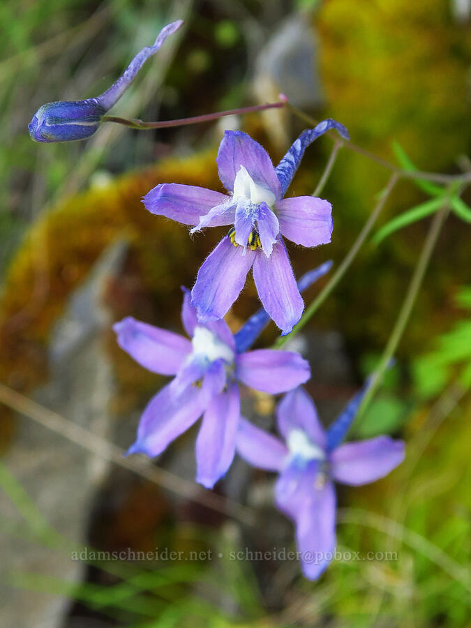 lavender larkspur (Delphinium basalticum (Delphinium glareosum)) [Upper McCord Creek Falls Trail, John B. Yeon State Park, Multnomah County, Oregon]