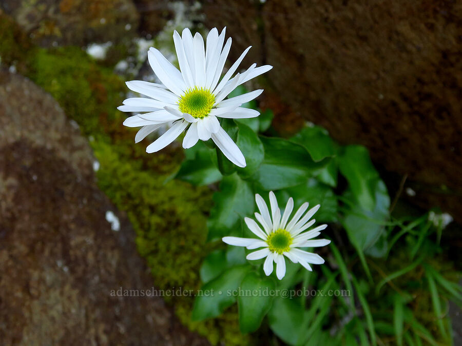 Howell's fleabane (Erigeron howellii (Erigeron salsuginosus var. howellii)) [Upper McCord Creek Falls Trail, John B. Yeon State Park, Multnomah County, Oregon]