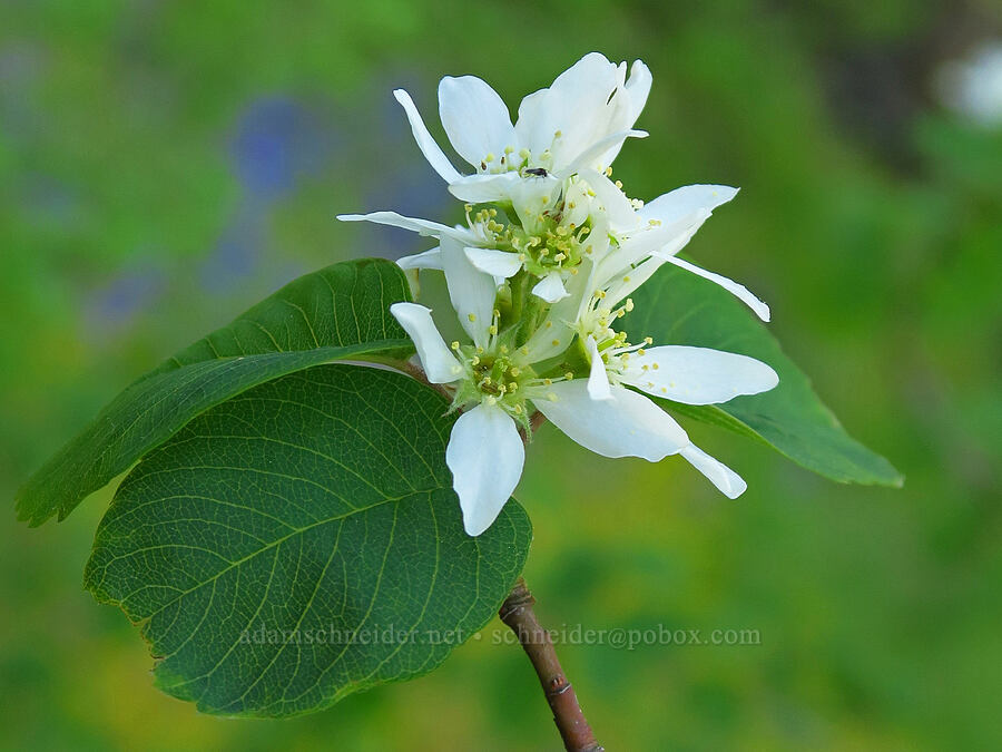 serviceberry (Amelanchier alnifolia) [Upper McCord Creek Falls Trail, John B. Yeon State Park, Multnomah County, Oregon]