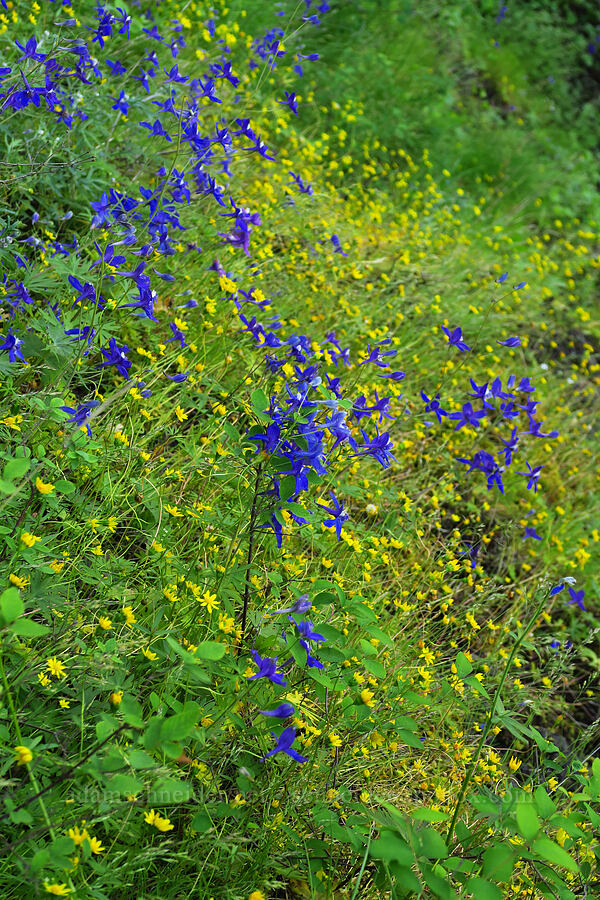 Columbia Gorge larkspur & gold stars (Delphinium basalticum (Delphinium glareosum), Crocidium multicaule) [Upper McCord Creek Falls Trail, John B. Yeon State Park, Multnomah County, Oregon]