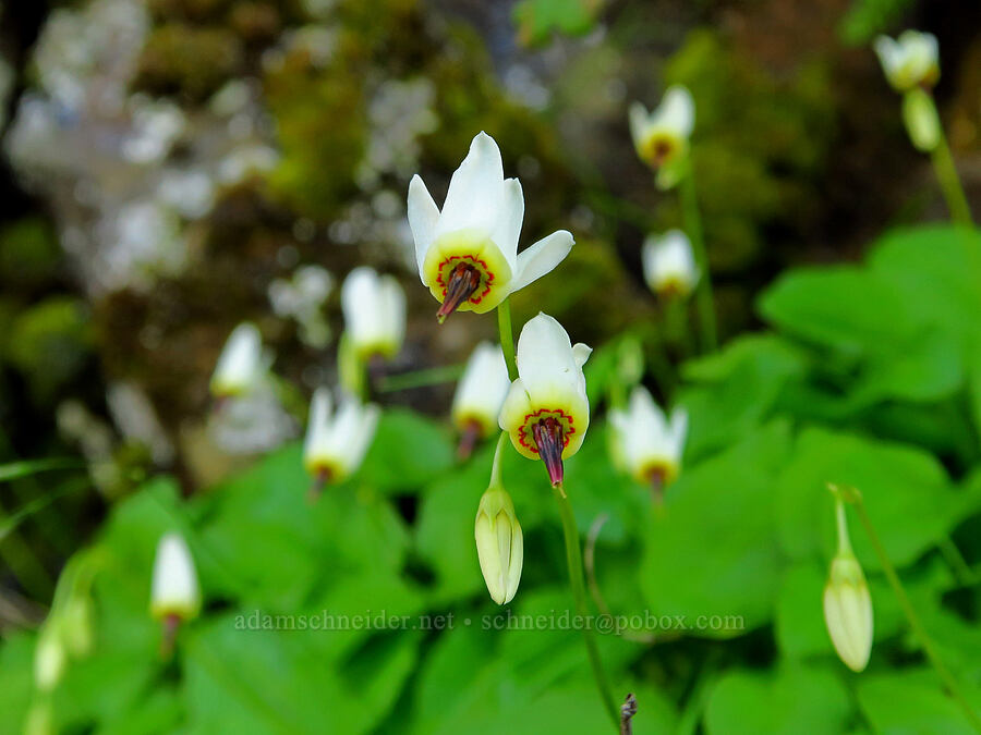 white shooting-star (Dodecatheon dentatum (Primula latiloba)) [Upper McCord Creek Falls Trail, John B. Yeon State Park, Multnomah County, Oregon]