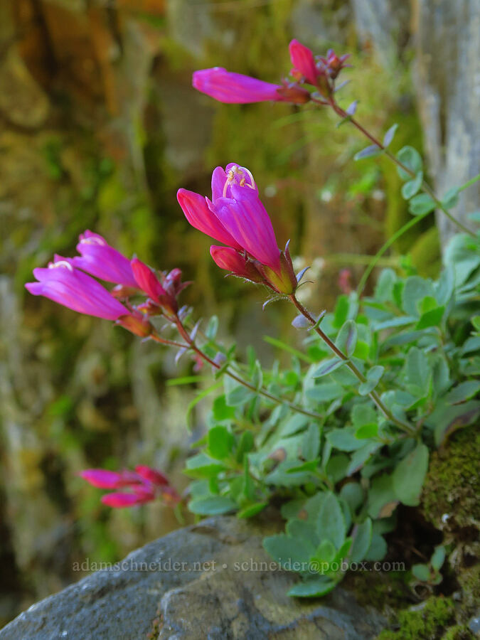 cliff penstemon (Penstemon rupicola) [Upper McCord Creek Falls Trail, John B. Yeon State Park, Multnomah County, Oregon]