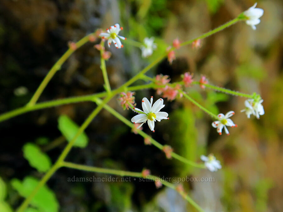 Mertens' saxifrage (Saxifraga mertensiana) [Upper McCord Creek Falls Trail, John B. Yeon State Park, Multnomah County, Oregon]