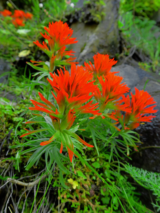 cliff paintbrush (Castilleja rupicola) [Upper McCord Creek Falls Trail, John B. Yeon State Park, Multnomah County, Oregon]