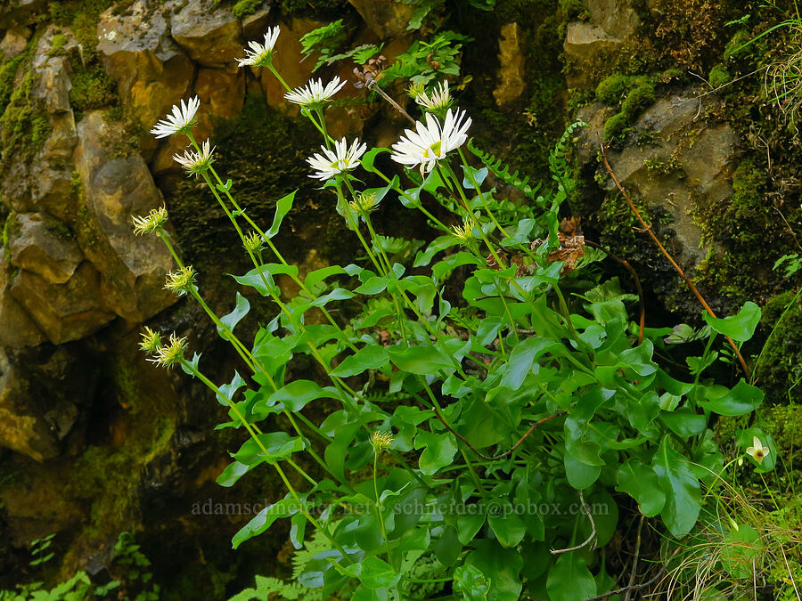 Howell's fleabane (Erigeron howellii (Erigeron salsuginosus var. howellii)) [Upper McCord Creek Falls Trail, John B. Yeon State Park, Multnomah County, Oregon]