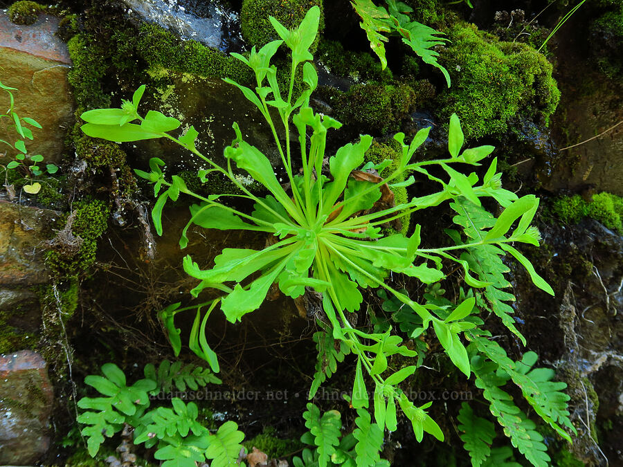 Columbia Gorge fleabane, budding (Erigeron oreganus) [Upper McCord Creek Falls Trail, John B. Yeon State Park, Multnomah County, Oregon]