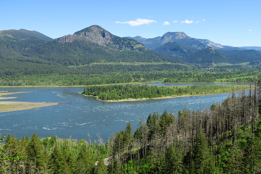 Hamilton Mountain & Table Mountain [Upper McCord Creek Falls Trail, John B. Yeon State Park, Multnomah County, Oregon]