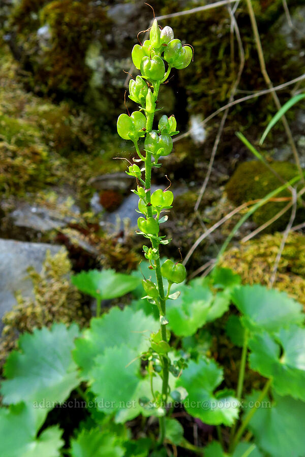 Columbia kitten-tails, going to seed (Synthyris missurica ssp. stellata (Veronica missurica ssp. stellata)) [Upper McCord Creek Falls Trail, John B. Yeon State Park, Multnomah County, Oregon]