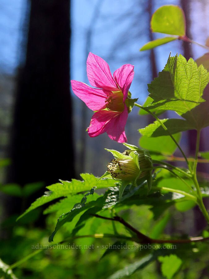 salmonberry flower (Rubus spectabilis) [Upper McCord Creek Falls Trail, Mt. Hood National Forest, Multnomah County, Oregon]