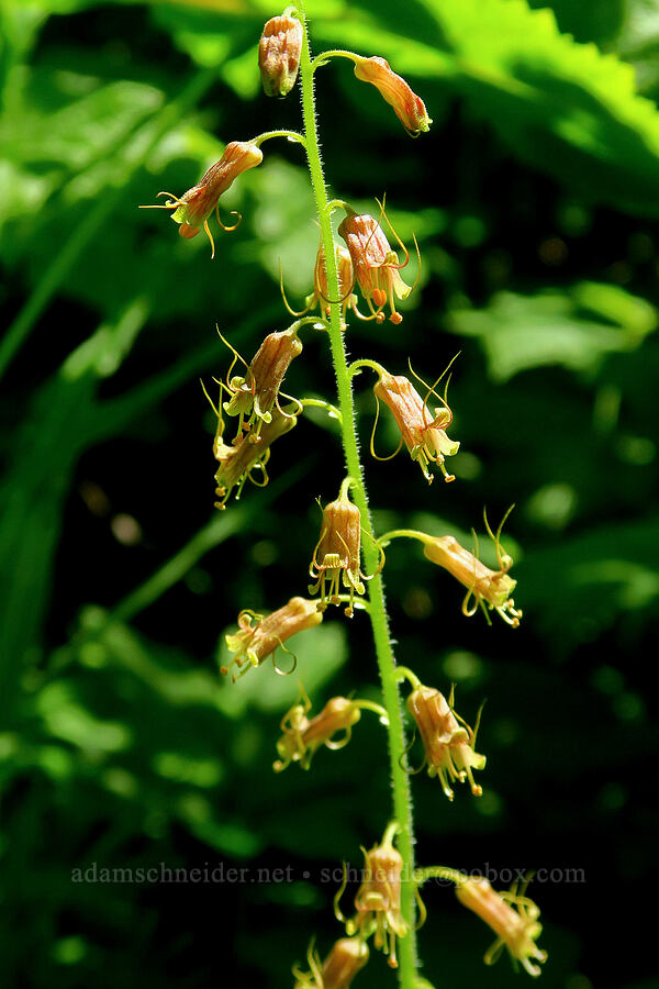 piggy-back plant (Tolmiea menziesii (Tiarella menziesii)) [Upper McCord Creek Falls Trail, Mt. Hood National Forest, Multnomah County, Oregon]