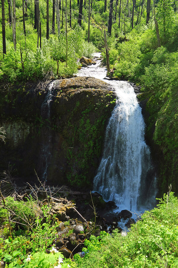 Upper McCord Creek Falls [Upper McCord Creek Falls Trail, Mt. Hood National Forest, Multnomah County, Oregon]