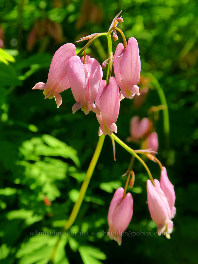 bleeding-heart (Dicentra formosa) [Upper McCord Creek Falls Trail, Mt. Hood National Forest, Multnomah County, Oregon]