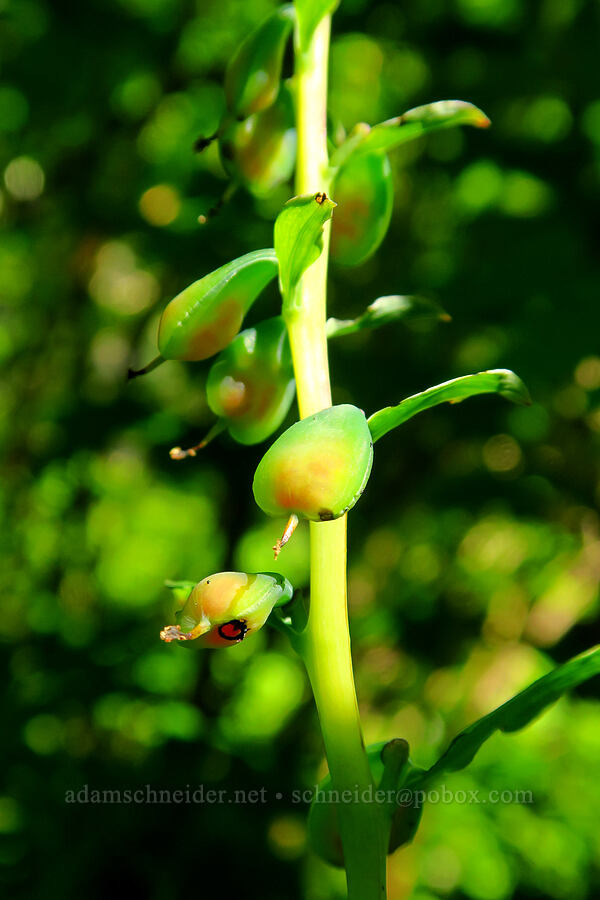 Scouler's corydalis, going to seed (Corydalis scouleri) [Upper McCord Creek Falls Trail, Mt. Hood National Forest, Multnomah County, Oregon]