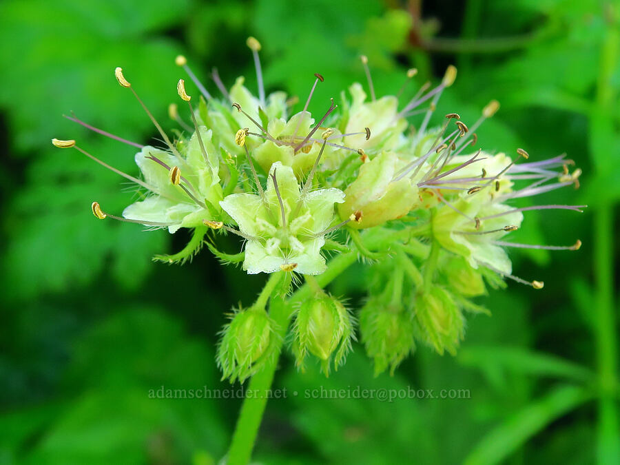 Pacific waterleaf (Hydrophyllum tenuipes) [Upper McCord Creek Falls Trail, Mt. Hood National Forest, Multnomah County, Oregon]