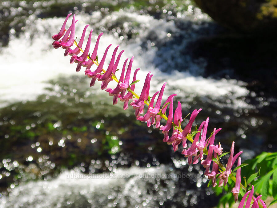 Scouler's corydalis (Corydalis scouleri) [Upper McCord Creek Falls Trail, Mt. Hood National Forest, Multnomah County, Oregon]