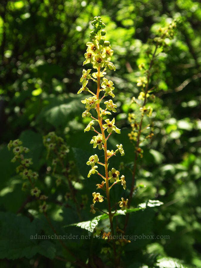 stink currant (Ribes bracteosum) [Upper McCord Creek Falls Trail, Mt. Hood National Forest, Multnomah County, Oregon]