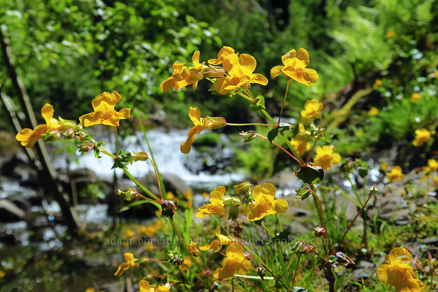 monkeyflower (Erythranthe sp. (Mimulus sp.)) [Upper McCord Creek Falls Trail, Mt. Hood National Forest, Multnomah County, Oregon]