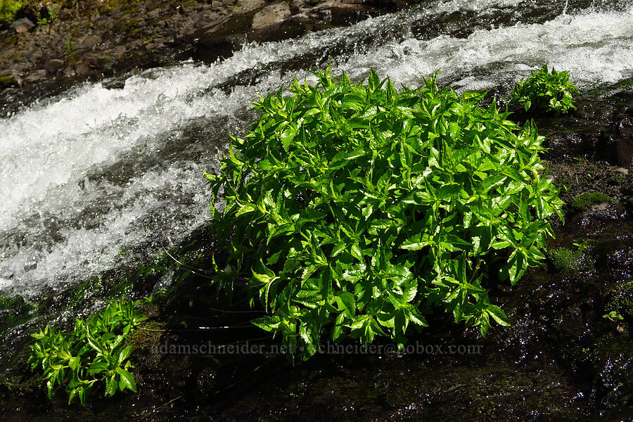 streambank arnica leaves (Arnica lanceolata ssp. prima (Arnica amplexicaulis var. piperi)) [Upper McCord Creek Falls Trail, Mt. Hood National Forest, Multnomah County, Oregon]