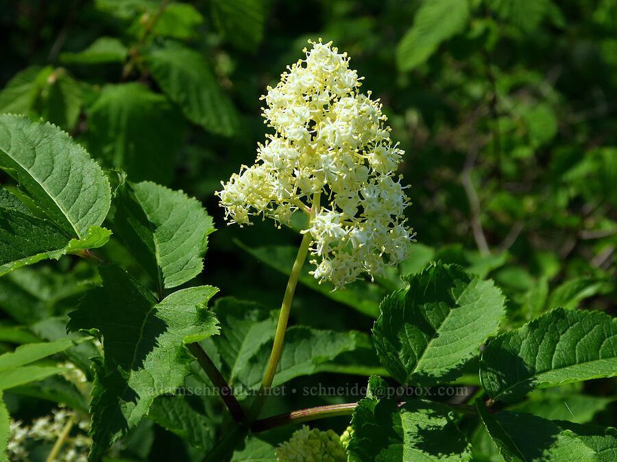 red elderberry flowers (Sambucus racemosa) [Upper McCord Creek Falls Trail, Mt. Hood National Forest, Multnomah County, Oregon]