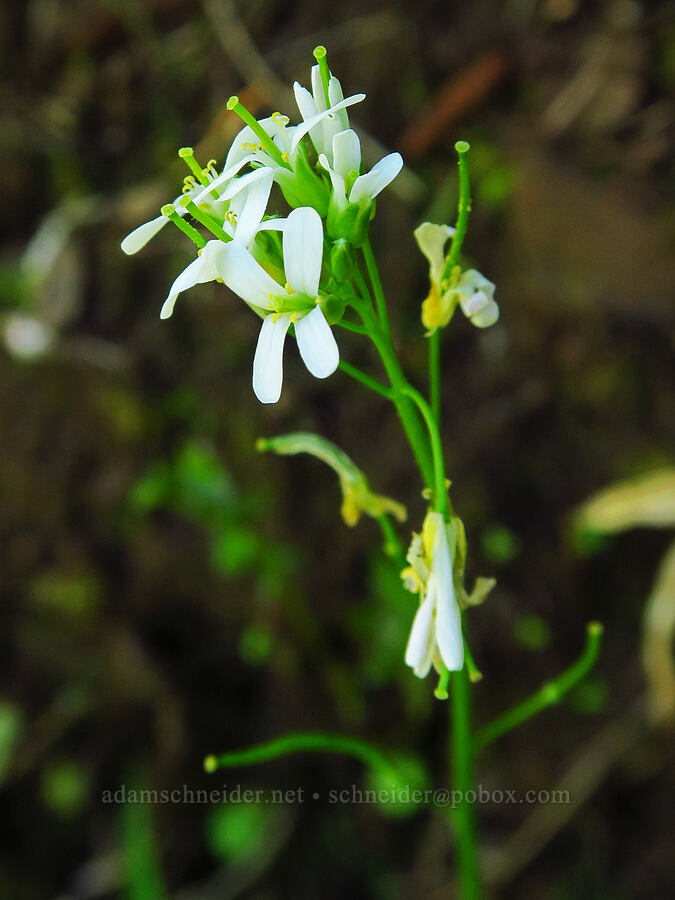 Eschscholtz's hairy rock-cress (Arabis eschscholtziana (Arabis hirsuta)) [Upper McCord Creek Falls Trail, John B. Yeon State Park, Multnomah County, Oregon]