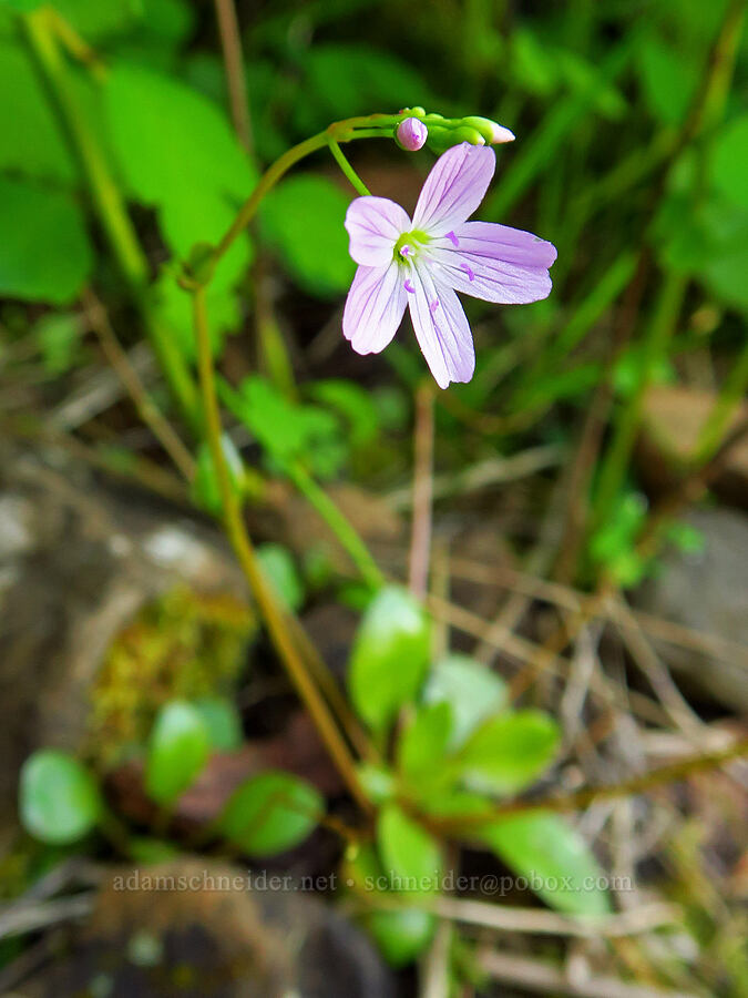 little-leaf montia (Montia parvifolia (Claytonia parvifolia)) [Upper McCord Creek Falls Trail, John B. Yeon State Park, Multnomah County, Oregon]