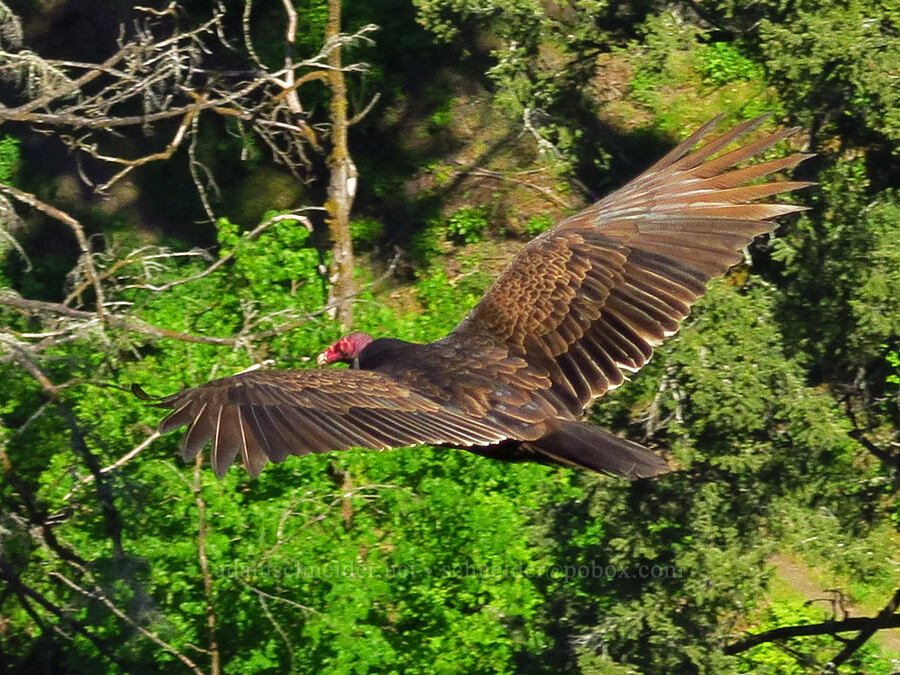 turkey vulture (Cathartes aura) [Upper McCord Creek Falls Trail, John B. Yeon State Park, Multnomah County, Oregon]