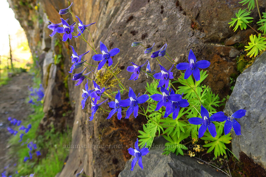 Columbia Gorge larkspur (Delphinium basalticum (Delphinium glareosum)) [Upper McCord Creek Falls Trail, John B. Yeon State Park, Multnomah County, Oregon]